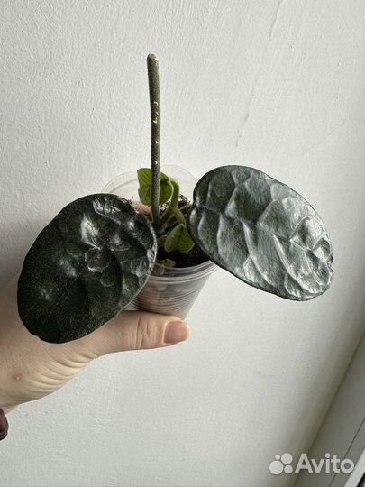 Бегония и другие цветущие