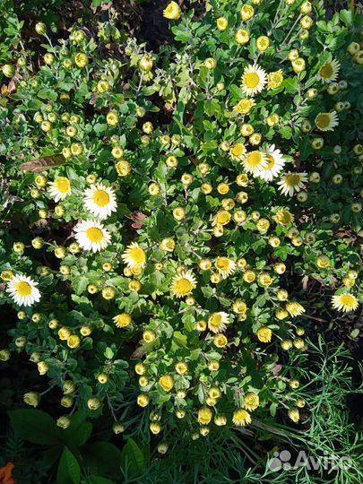 Цветы для сада