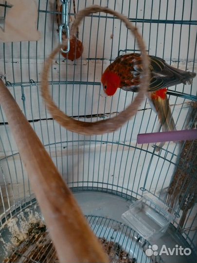 Попугай розелла