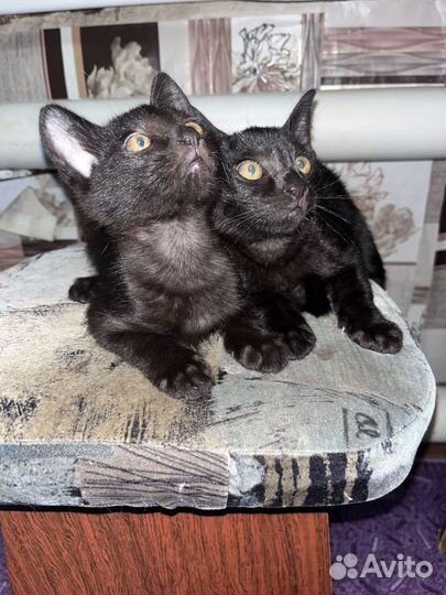 Котята - мальчики