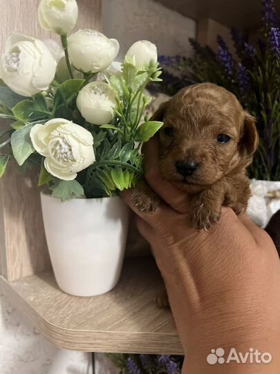 Той-пудель девочка