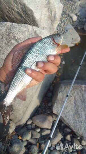 Рыбалка на Алтае (хариус)