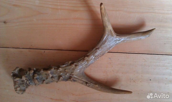 Рога косули