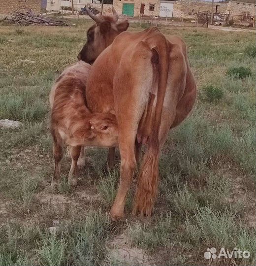 Коровы и бычки