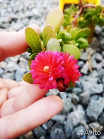 Портулак вегетативный ампельный 8 расцветок