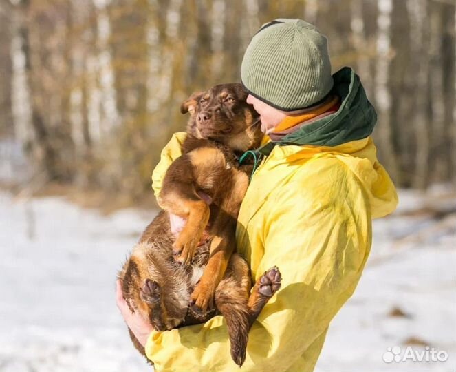 Собака в добрые руки