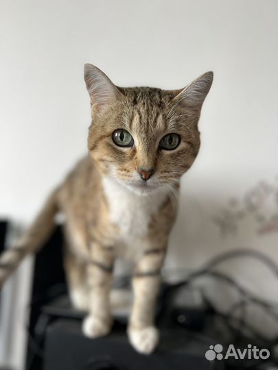 Кошка Люси