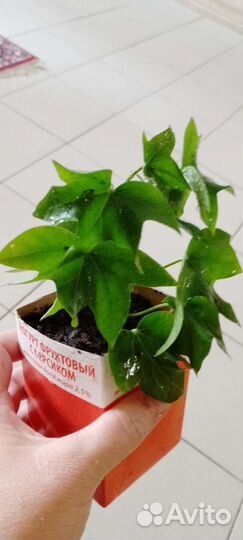 Фатсхедера