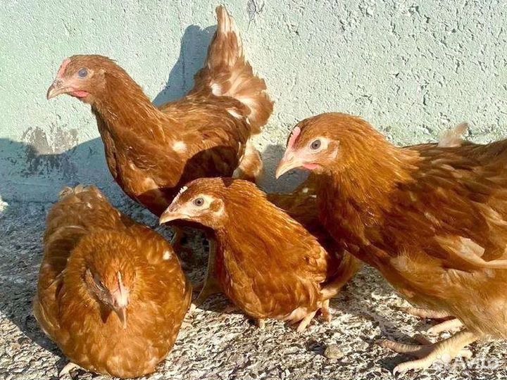 Куры несушки