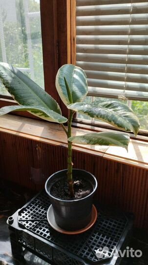 Фикус Эластика Тинеке