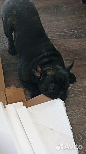 Французский бульдог кобель вязка