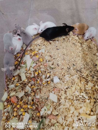 Декоративные мыши сатиновые