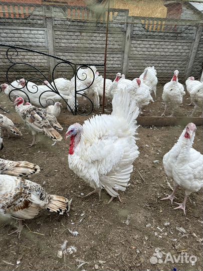 Продам мясо домашней индейки