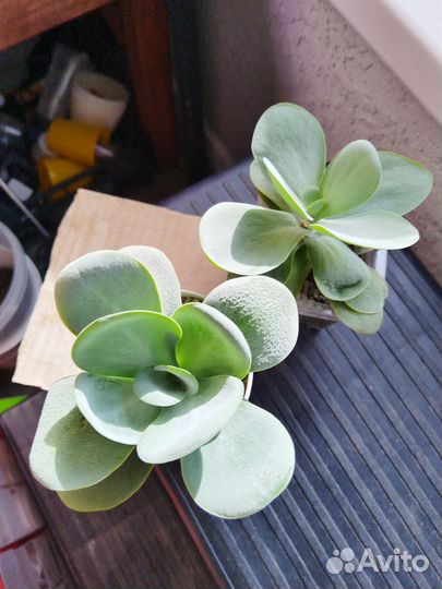 Каланхое Тирсифлора