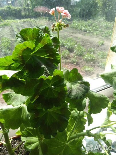 Пеларгония