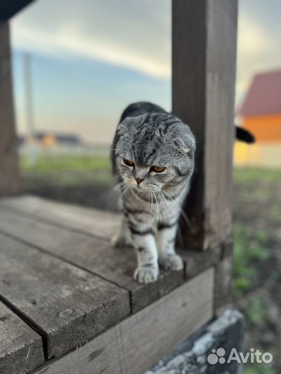 Кот для вязки