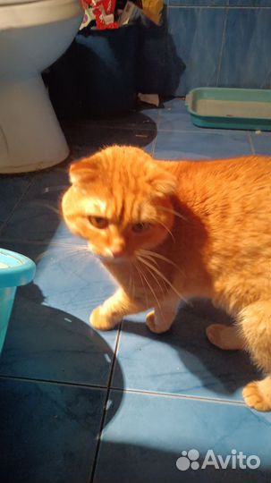 Кот весноухий британец