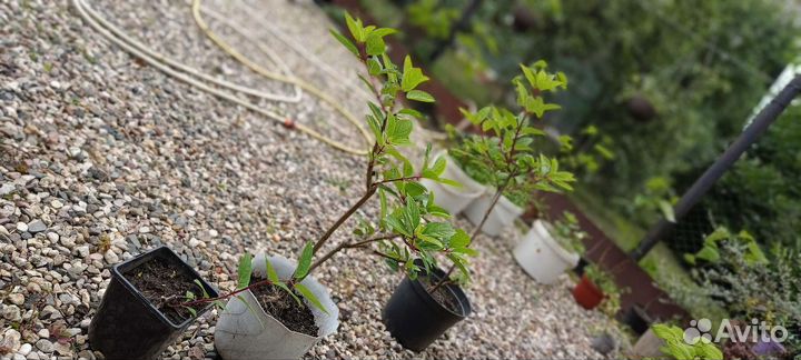 Гортензия метельчатая Винс Ред