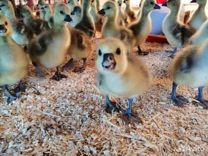 Гусята оптом