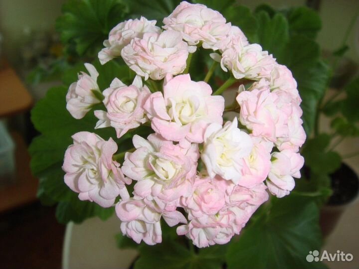 Пеларгония герань