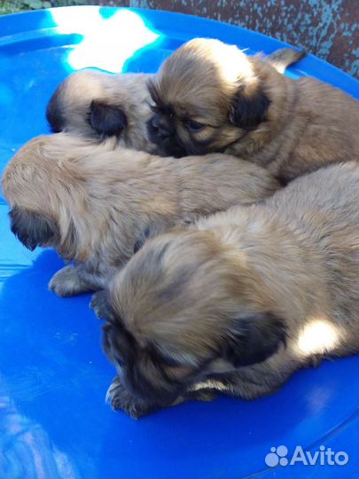 Щенки пекинеса