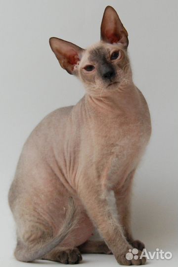 Донской сфинкс котята
