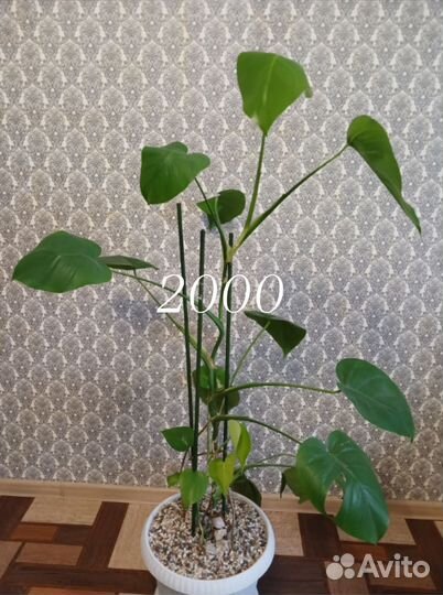 Комнатные цветы