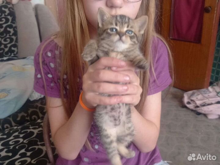 Шотландская