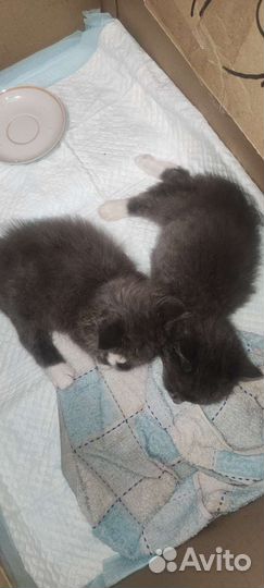 Котята в добрые руки 1 месяц