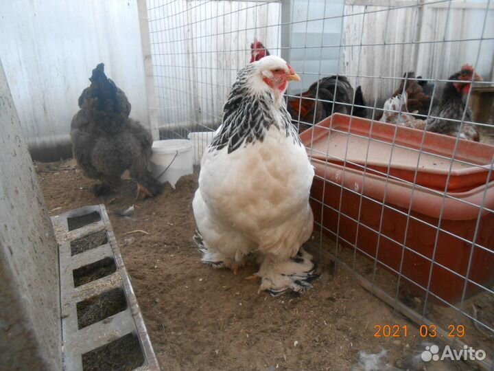 Куры и петушки Брама Колумбийская