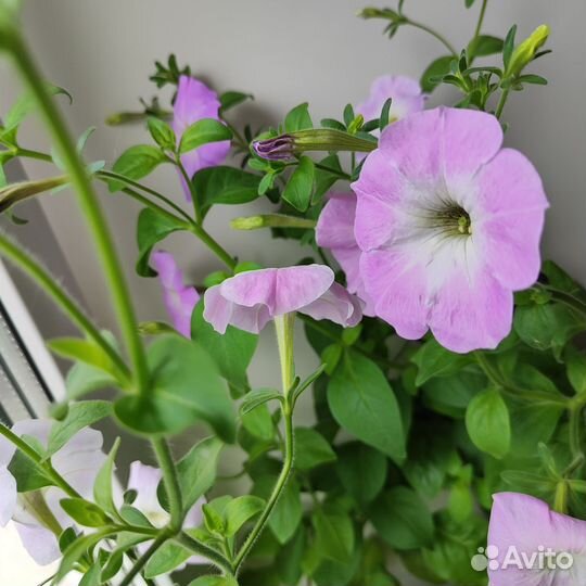 Рассада петунии