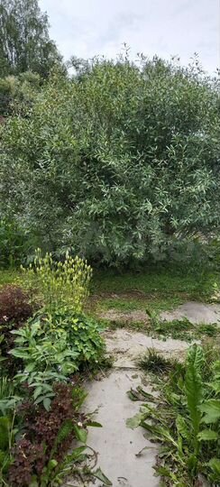 Участок 6 сот. (СНТ, ДНП)