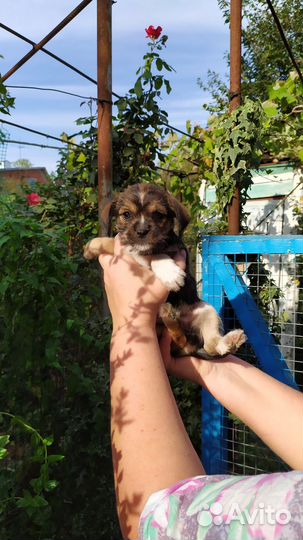 Маленькие собачки в добрые руки