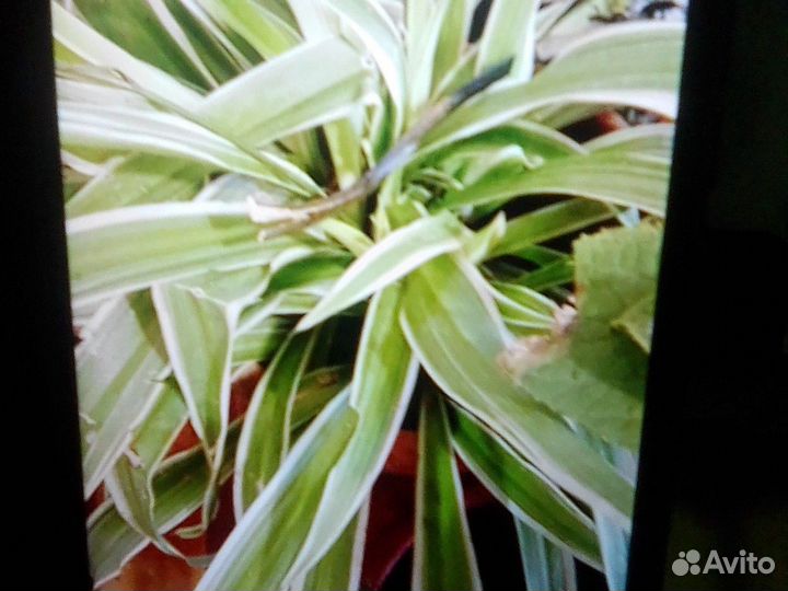 Комнатные цветы