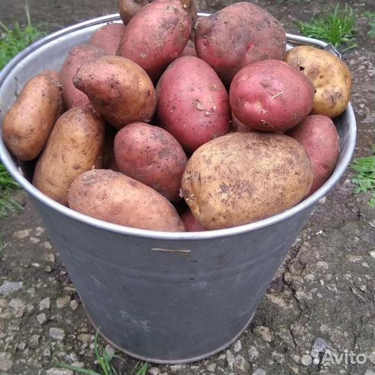 Продам картофель