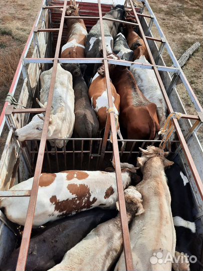 Коровы телки быки