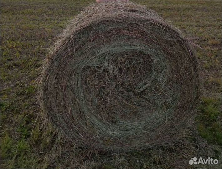 Продам сено в рулонах