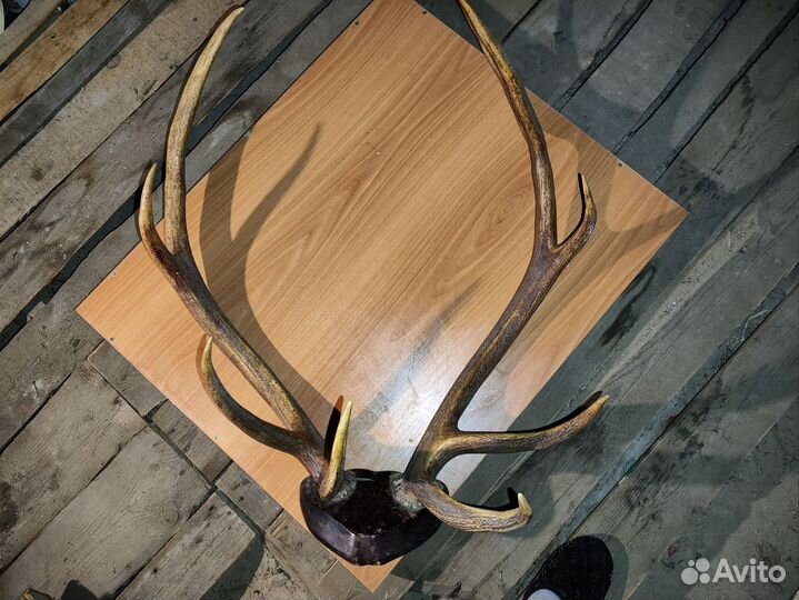 Оленьи рога