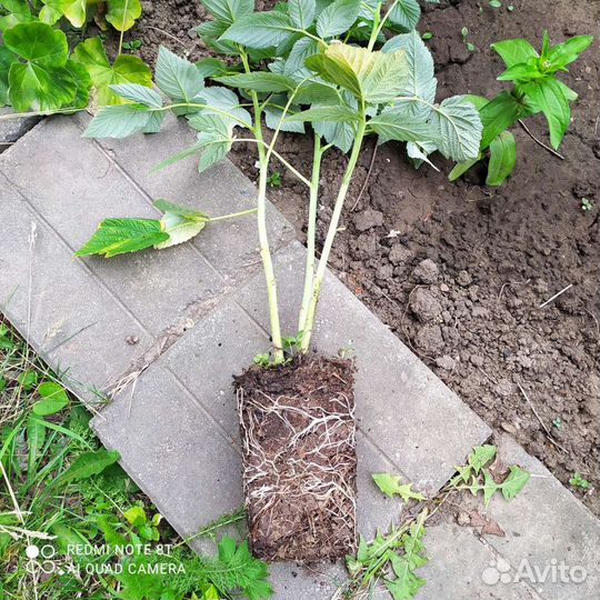 Саженцы малины Сиреневый туман