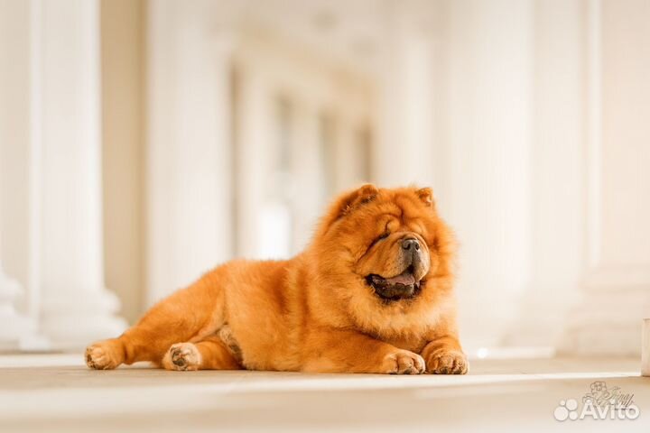 Чау-чау вязка