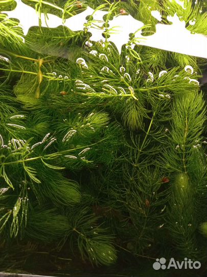 Роголистник