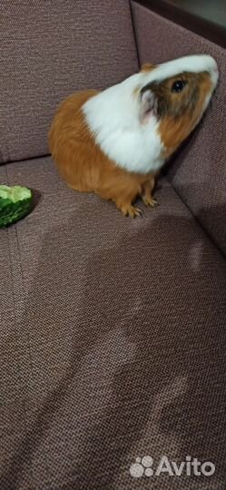 Морская свинка бесплатно