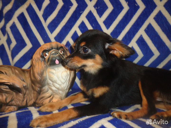 Декоративные щенки