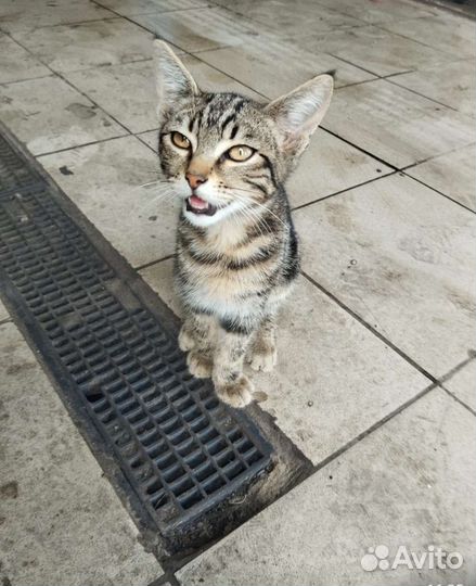 Котенок