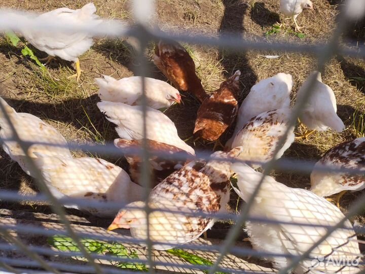 Молодки, петушки