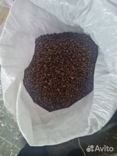 Орех кедровый