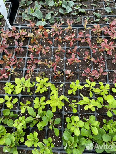 Укорененные черенки декоративных кустарников