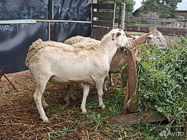 Катумские бараны