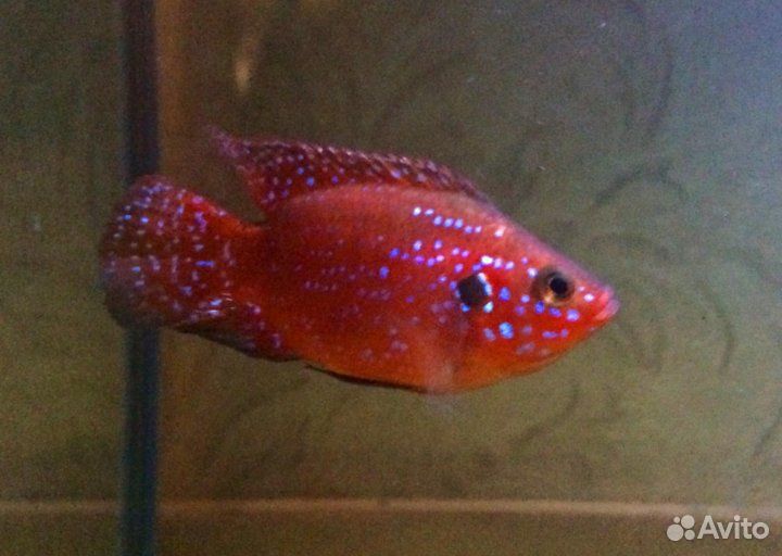 Аквариумные рыбки (своя разводня)
