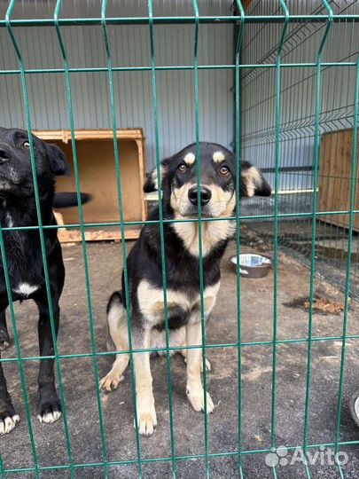 Небольшая собачка в отлове. Спасите